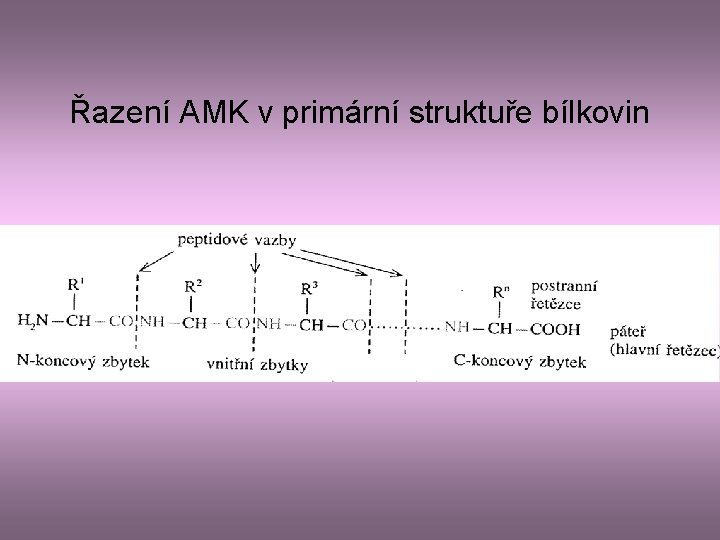 Řazení AMK v primární struktuře bílkovin 