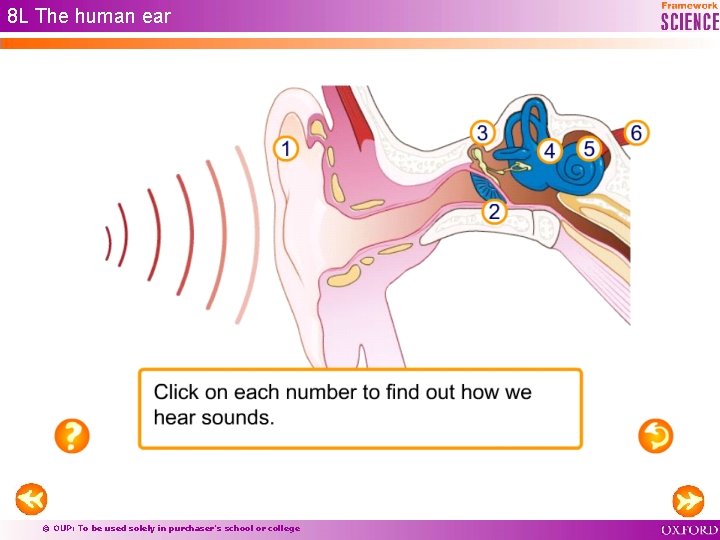 8 L The human ear © OUP: To be used solely in purchaser’s school 8 L The human ear © OUP: To be used solely in purchaser’s school