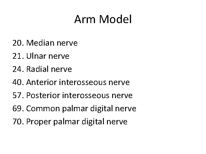 Arm Model 20. Median nerve 21. Ulnar nerve 24. Radial nerve 40. Anterior interosseous
