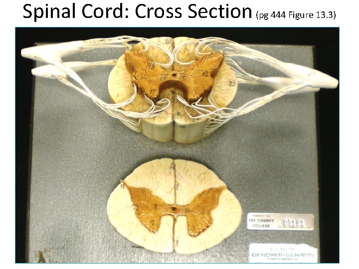 Spinal Cord: Cross Section (pg 444 Figure 13. 3) 