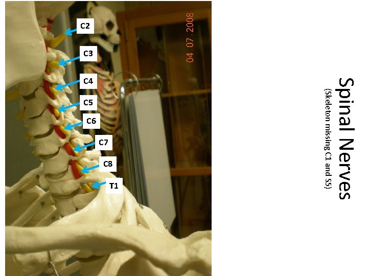 C 2 C 3 C 5 C 6 C 7 C 8 T 1