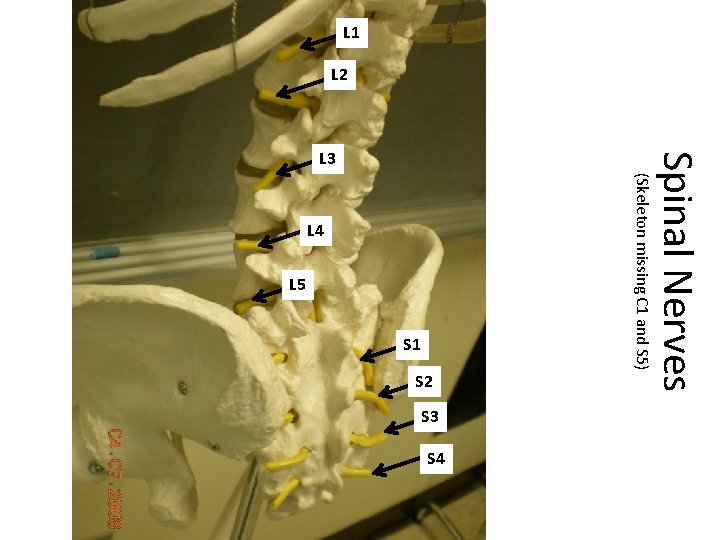 L 1 L 2 L 4 L 5 S 1 S 2 S 4