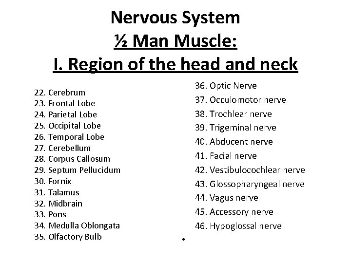 Nervous System ½ Man Muscle: I. Region of the head and neck 22. Cerebrum