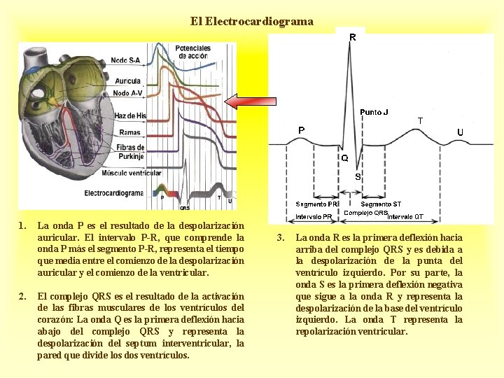 El Electrocardiograma 1. 2. La onda P es el resultado de la despolarización auricular.