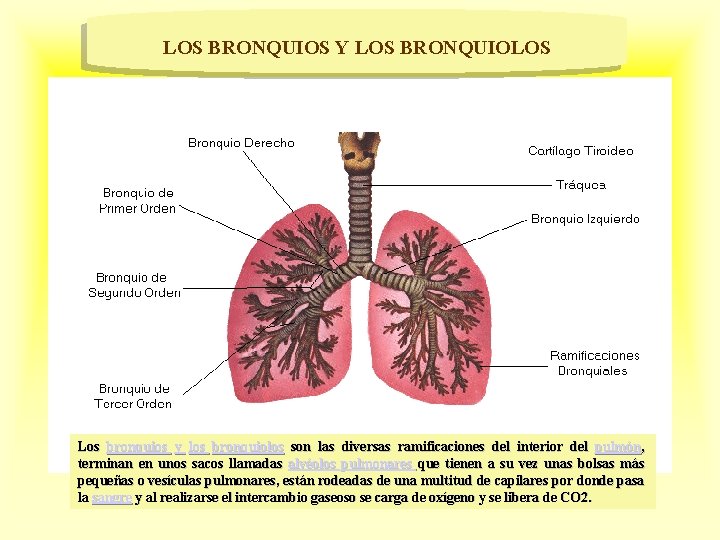 LOS BRONQUIOS Y LOS BRONQUIOLOS Los bronquios y los bronquiolos son las diversas ramificaciones