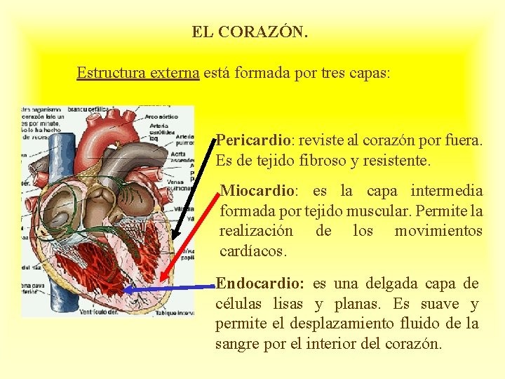 EL CORAZÓN. Estructura externa está formada por tres capas: Pericardio: reviste al corazón por