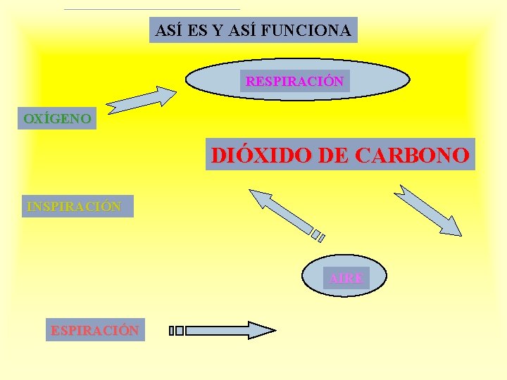 ASÍ ES Y ASÍ FUNCIONA RESPIRACIÓN OXÍGENO DIÓXIDO DE CARBONO INSPIRACIÓN AIRE ESPIRACIÓN 