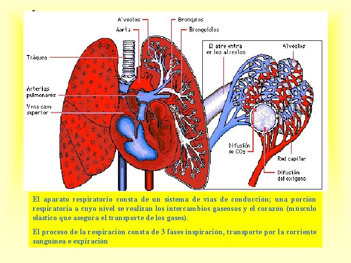 El aparato respiratorio consta de un sistema de vías de conducción; una porción respiratoria