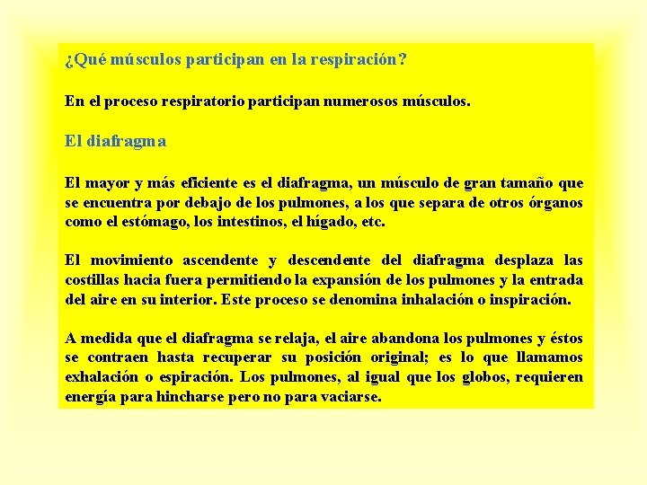 ¿Qué músculos participan en la respiración? En el proceso respiratorio participan numerosos músculos. El