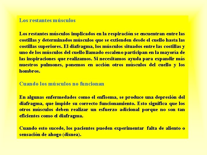 Los restantes músculos implicados en la respiración se encuentran entre las costillas y determinados