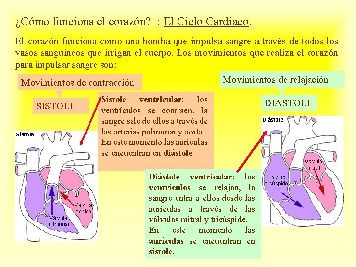 ¿Cómo funciona el corazón? : El Ciclo Cardíaco. El corazón funciona como una bomba