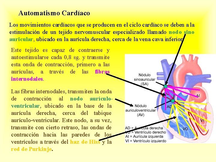 Automatismo Cardíaco Los movimientos cardíacos que se producen en el ciclo cardíaco se deben
