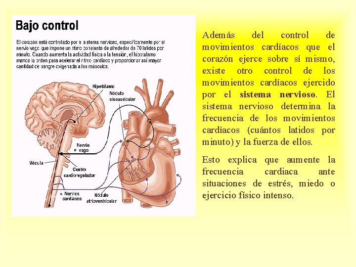 Además del control de movimientos cardíacos que el corazón ejerce sobre sí mismo, existe