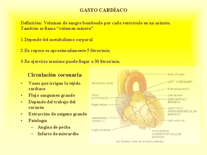 GASTO CARDÍACO Definición: Volumen de sangre bombeado por cada ventrículo en un minuto. También