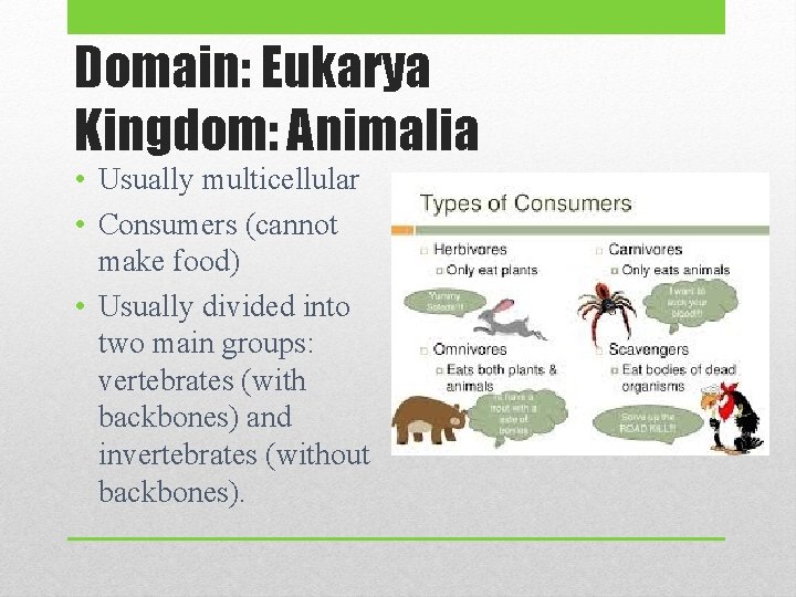 Domain: Eukarya Kingdom: Animalia • Usually multicellular • Consumers (cannot make food) • Usually