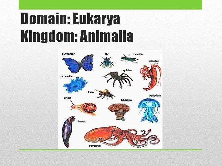 Domain: Eukarya Kingdom: Animalia 