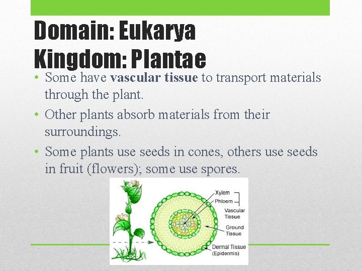 Domain: Eukarya Kingdom: Plantae • Some have vascular tissue to transport materials through the