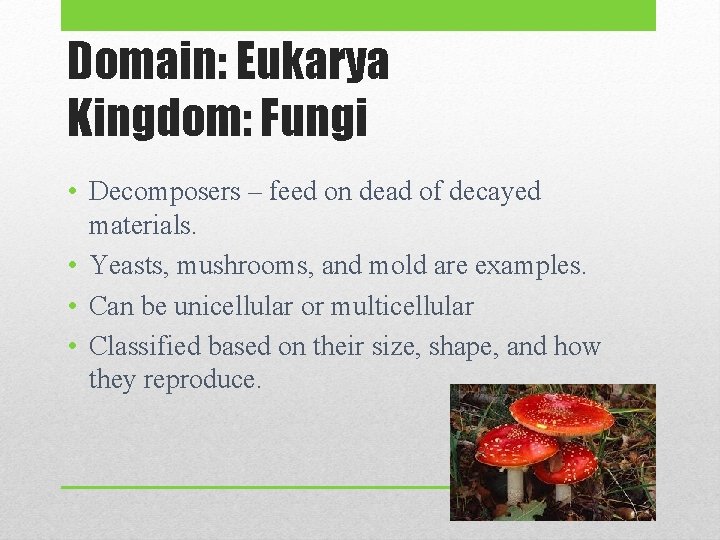 Domain: Eukarya Kingdom: Fungi • Decomposers – feed on dead of decayed materials. •