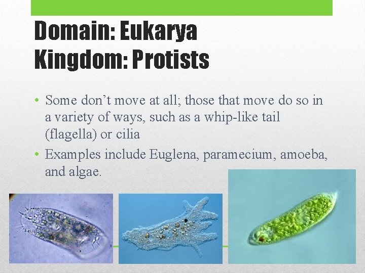 Domain: Eukarya Kingdom: Protists • Some don’t move at all; those that move do