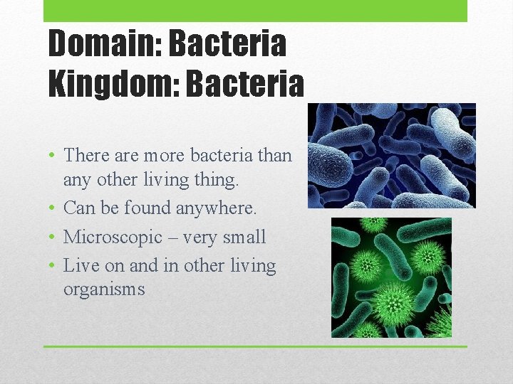 Domain: Bacteria Kingdom: Bacteria • There are more bacteria than any other living thing.