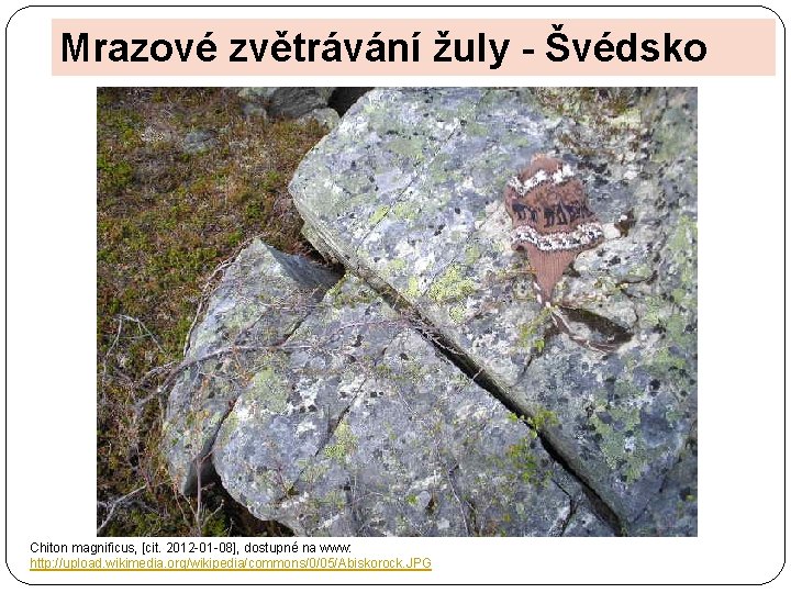 Mrazové zvětrávání žuly - Švédsko Chiton magnificus, [cit. 2012 -01 -08], dostupné na www: