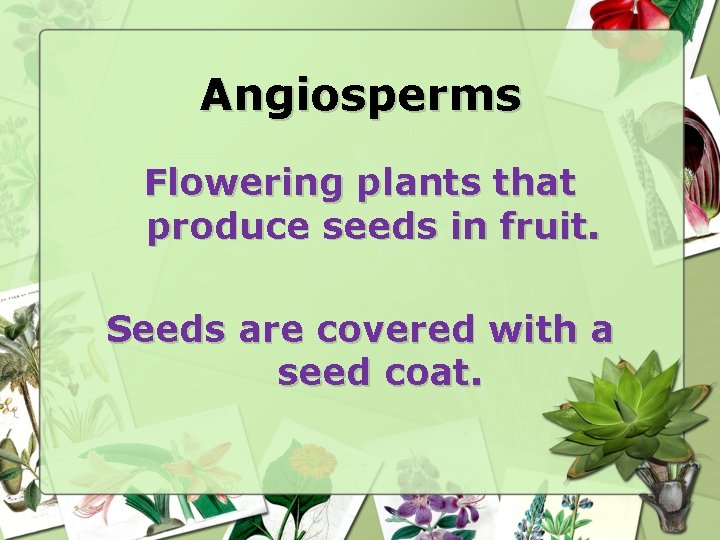 Angiosperms Flowering plants that produce seeds in fruit. Seeds are covered with a seed Angiosperms Flowering plants that produce seeds in fruit. Seeds are covered with a seed