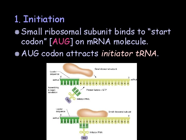 1. Initiation ] Small ribosomal subunit binds to “start codon” [AUG] on m. RNA