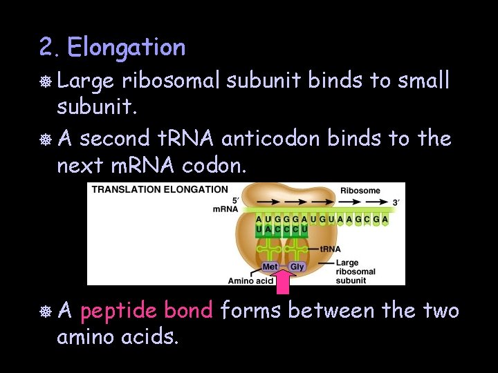 2. Elongation ] Large ribosomal subunit binds to small subunit. ] A second t.