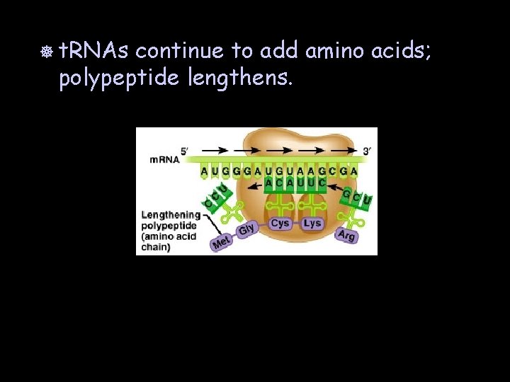 ] t. RNAs continue to add amino acids; polypeptide lengthens. 