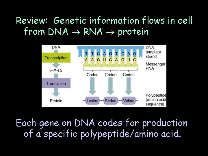 Review: Genetic information flows in cell from DNA RNA protein. Each gene on DNA