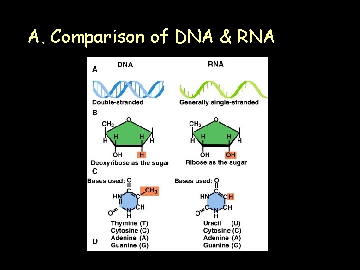 A. Comparison of DNA & RNA 