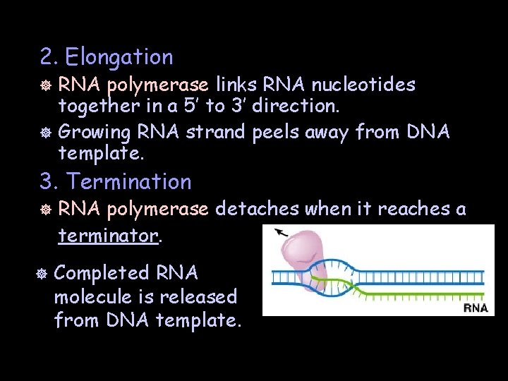2. Elongation RNA polymerase links RNA nucleotides together in a 5’ to 3’ direction.