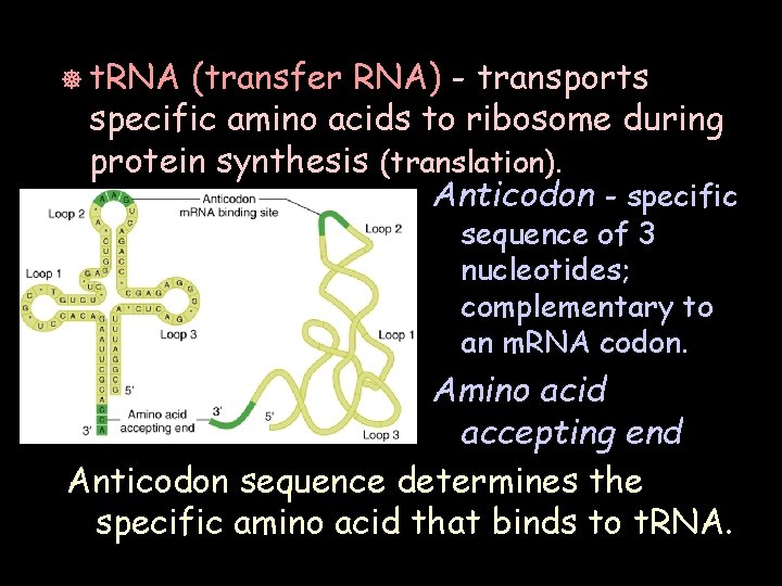 ] t. RNA (transfer RNA) - transports specific amino acids to ribosome during protein