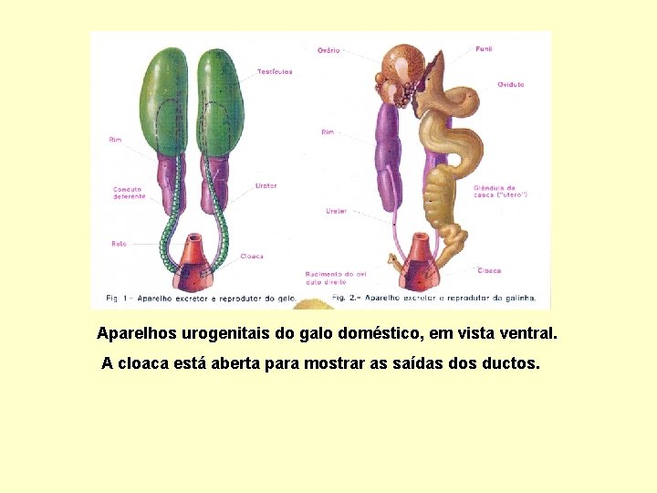 Aparelhos urogenitais do galo doméstico, em vista ventral. A cloaca está aberta para mostrar