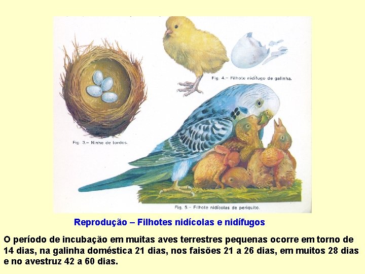 Reprodução – Filhotes nidícolas e nidífugos O período de incubação em muitas aves terrestres