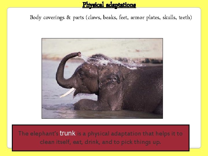 Physical adaptations Body coverings & parts (claws, beaks, feet, armor plates, skulls, teeth) The