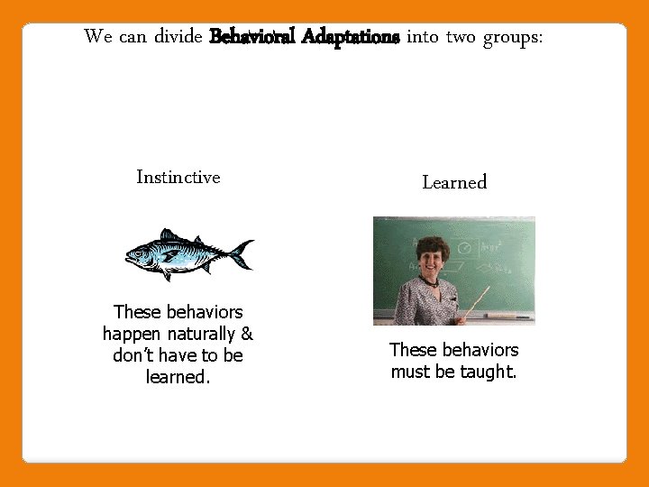 We can divide Behavioral Adaptations into two groups: Instinctive Learned These behaviors happen naturally