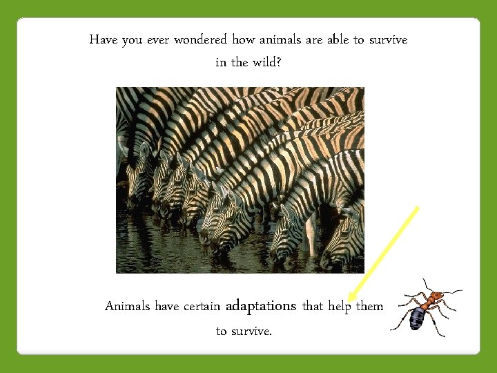 Have you ever wondered how animals are able to survive in the wild? Animals