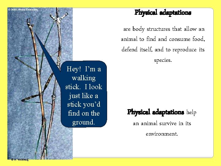 Physical adaptations Hey! I’m a walking stick. I look just like a stick you’d