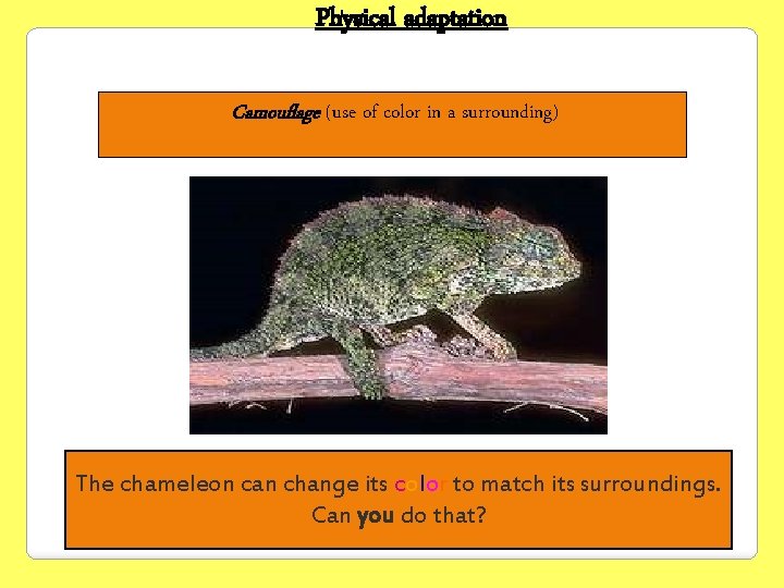 Physical adaptation Camouflage (use of color in a surrounding) The chameleon can change its