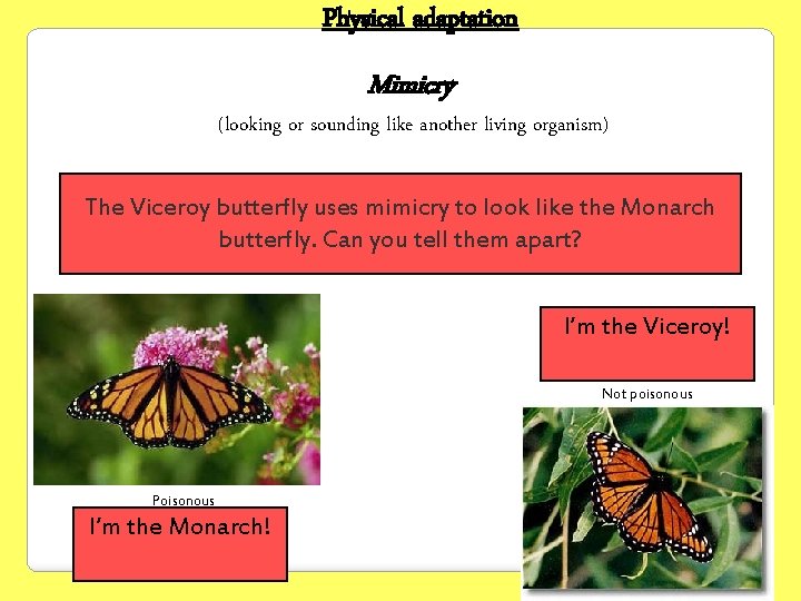 Physical adaptation Mimicry (looking or sounding like another living organism) The Viceroy butterfly uses