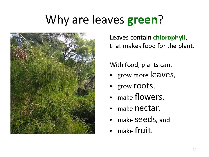 Why are leaves green? Leaves contain chlorophyll, that makes food for the plant. With
