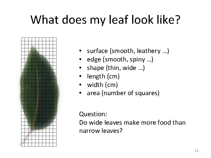 What does my leaf look like? • • • surface (smooth, leathery …) edge