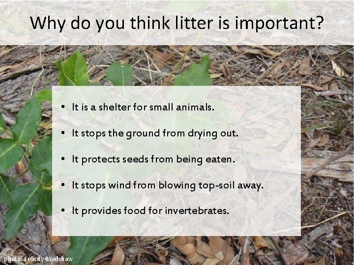 Why do you think litter is important? • It is a shelter for small