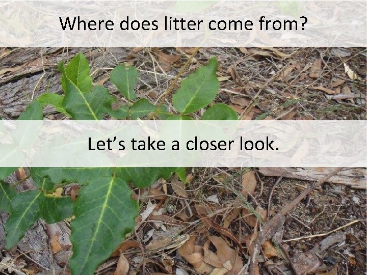 Where does litter come from? Let’s take a closer look. 4 
