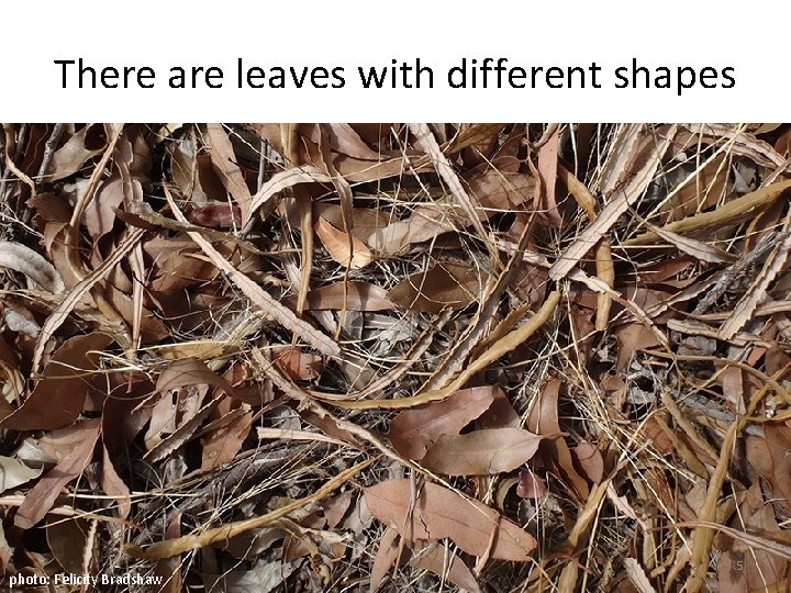 There are leaves with different shapes photo: Felicity Bradshaw 5 