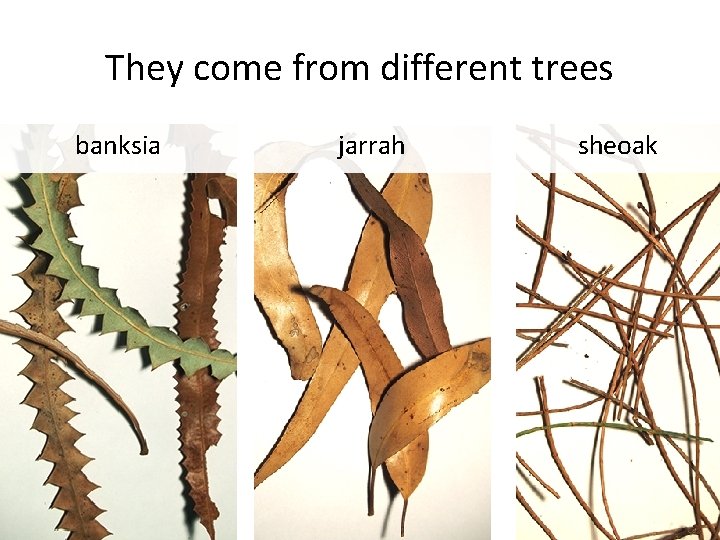 They come from different trees banksia jarrah sheoak 6 