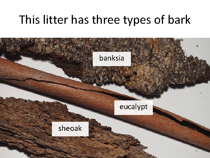 This litter has three types of bark banksia eucalypt sheoak 8 