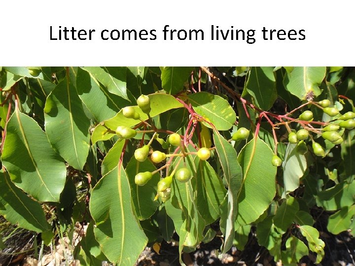 Litter comes from living trees 9 