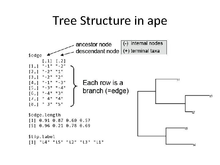 Tree Structure in ape 